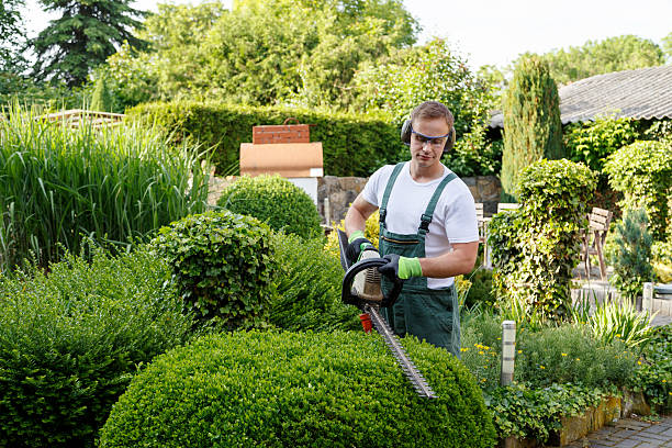 Best Tree Maintenance Programs  in USA